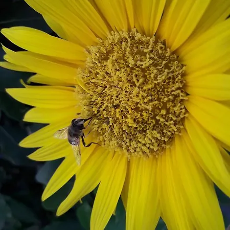 Stelios House Apartamento *