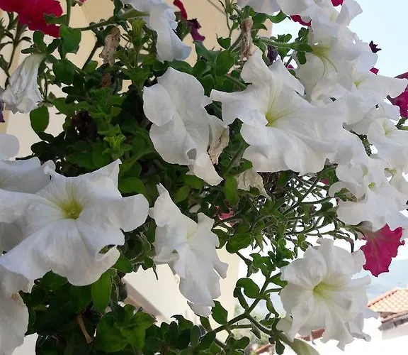 아파트 Stelios House *