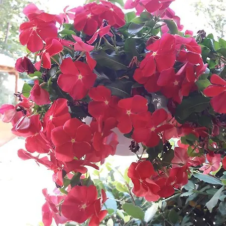 斯泰利奥斯之家公寓