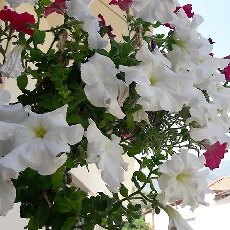 Apartman Stelios House *