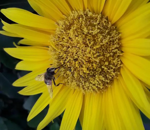 Stelios House Appartement *